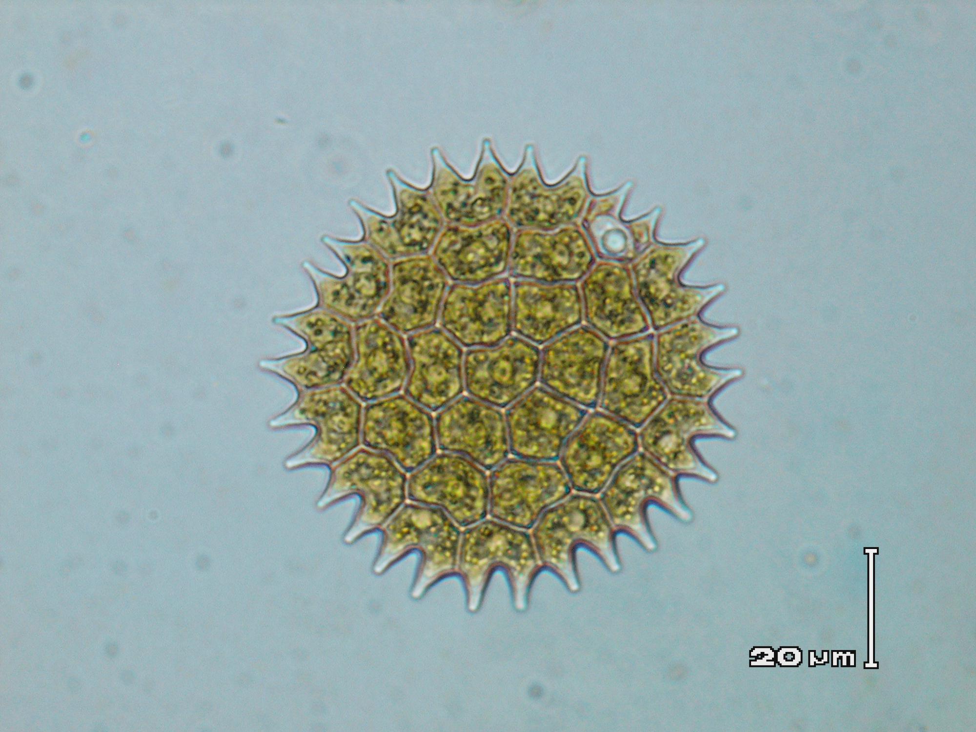 Pediastrum boryanum